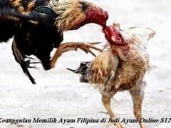 Keunggulan Memilih Ayam Filipina di Judi Ayam Online S128