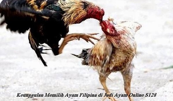 Keunggulan Memilih Ayam Filipina di Judi Ayam Online S128